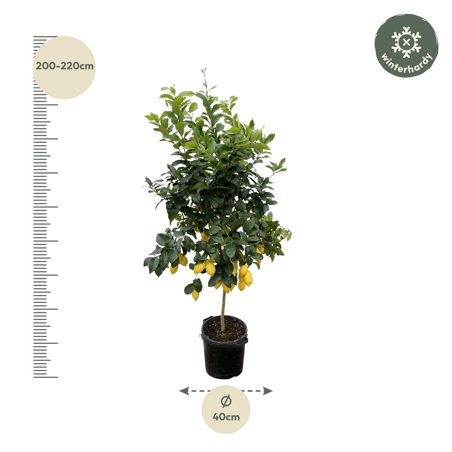 Citrus Calamondin Zimmerpflanze