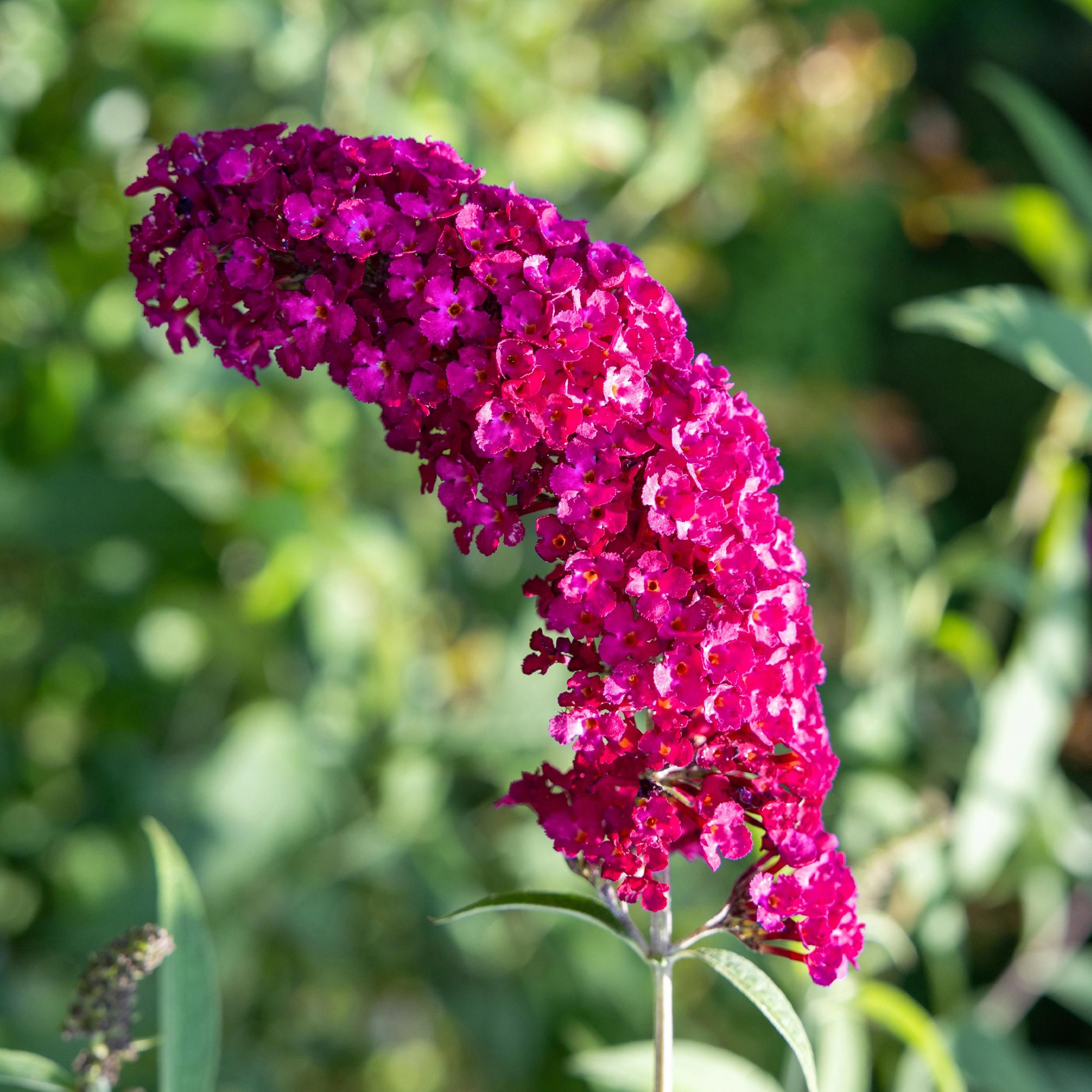 Schmetterlingsstrauch Buddleja davidii | Rote Blüten | Schmetterlingsanziehend | 1 Pflanze