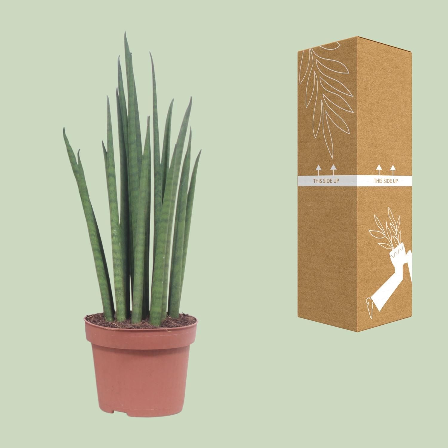 Sansevieria Mikado Zimmerpflanze