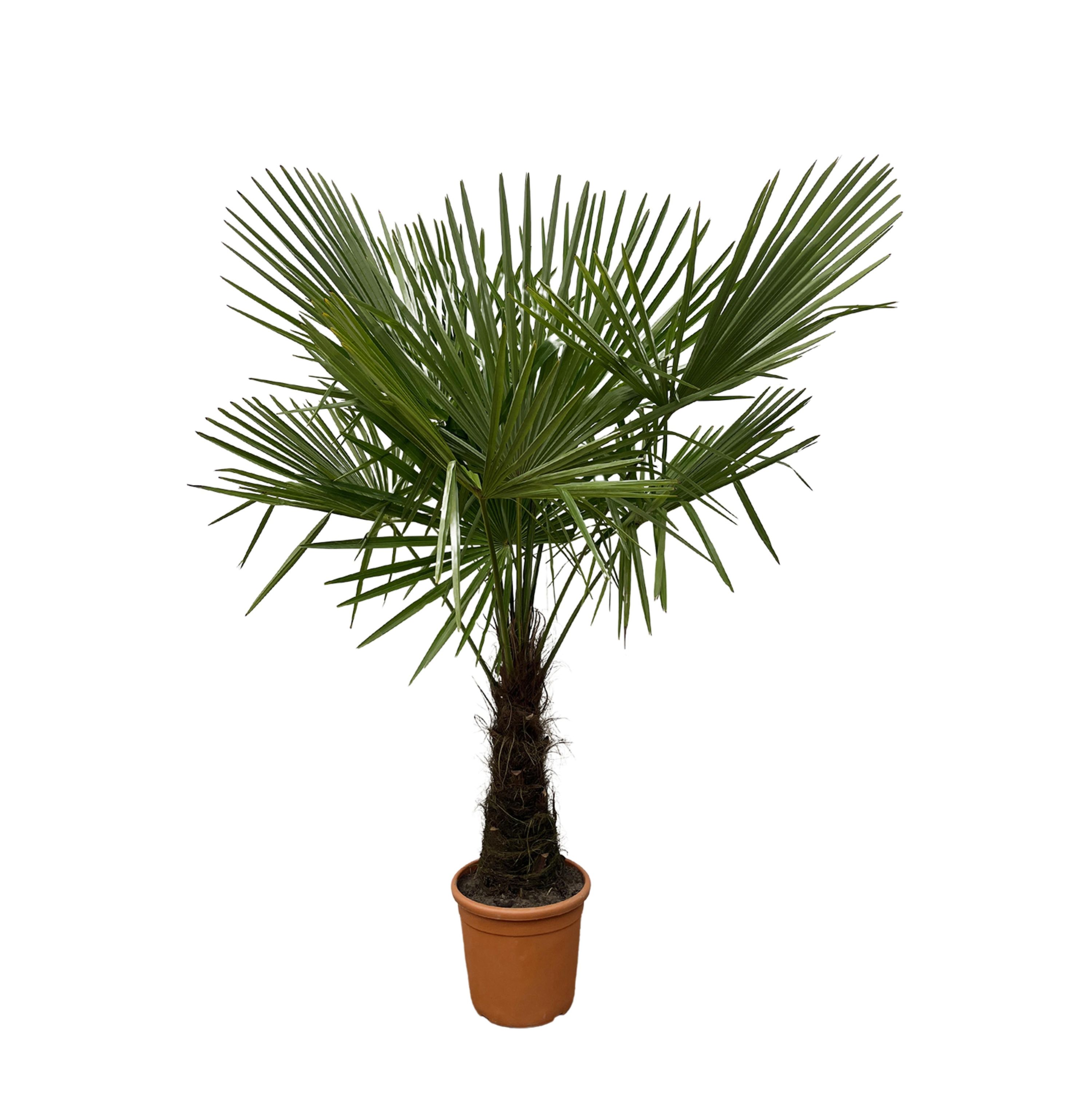 Trachycarpus Palme mit tropischem Flair