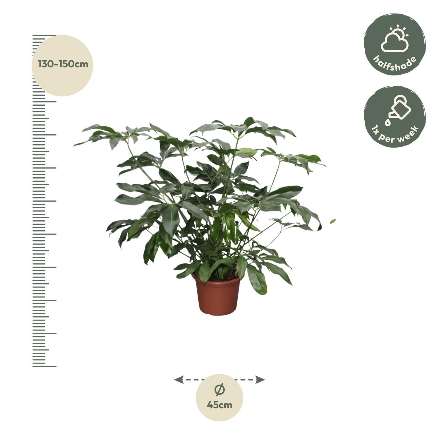 Philodendron Green Wonder XXL Zimmerpflanze