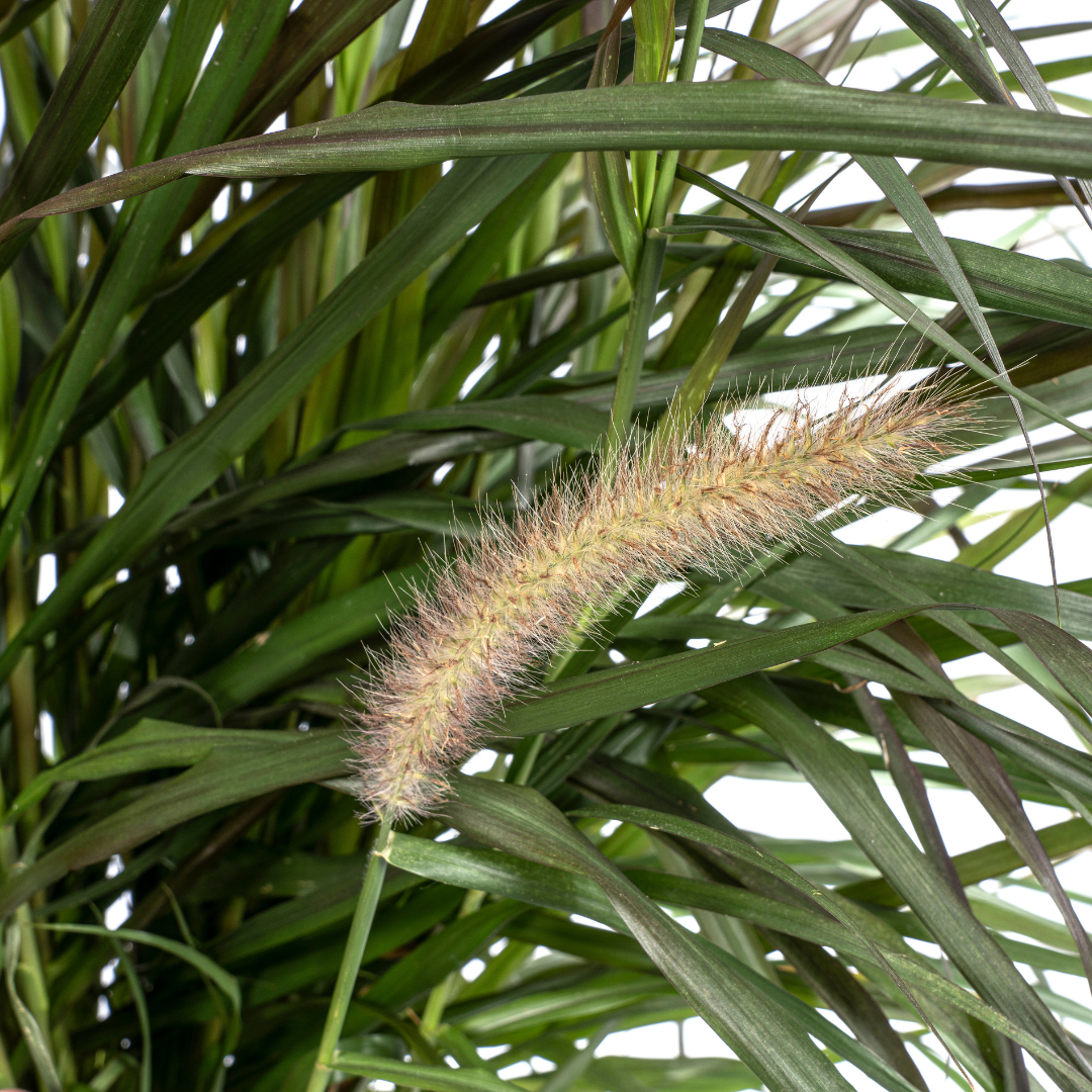 Pennisetum x Advena Chelsea | Ziergras | Ø27cm Topf | 70-80cm Höhe