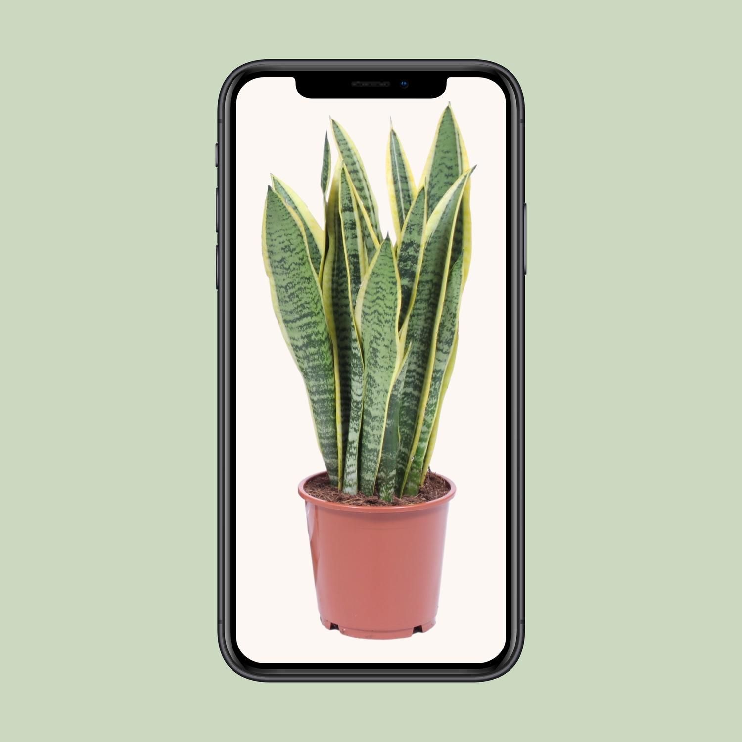 Sansevieria Laurentii - Elegante Zimmerpflanze mit luftreinigenden Blättern