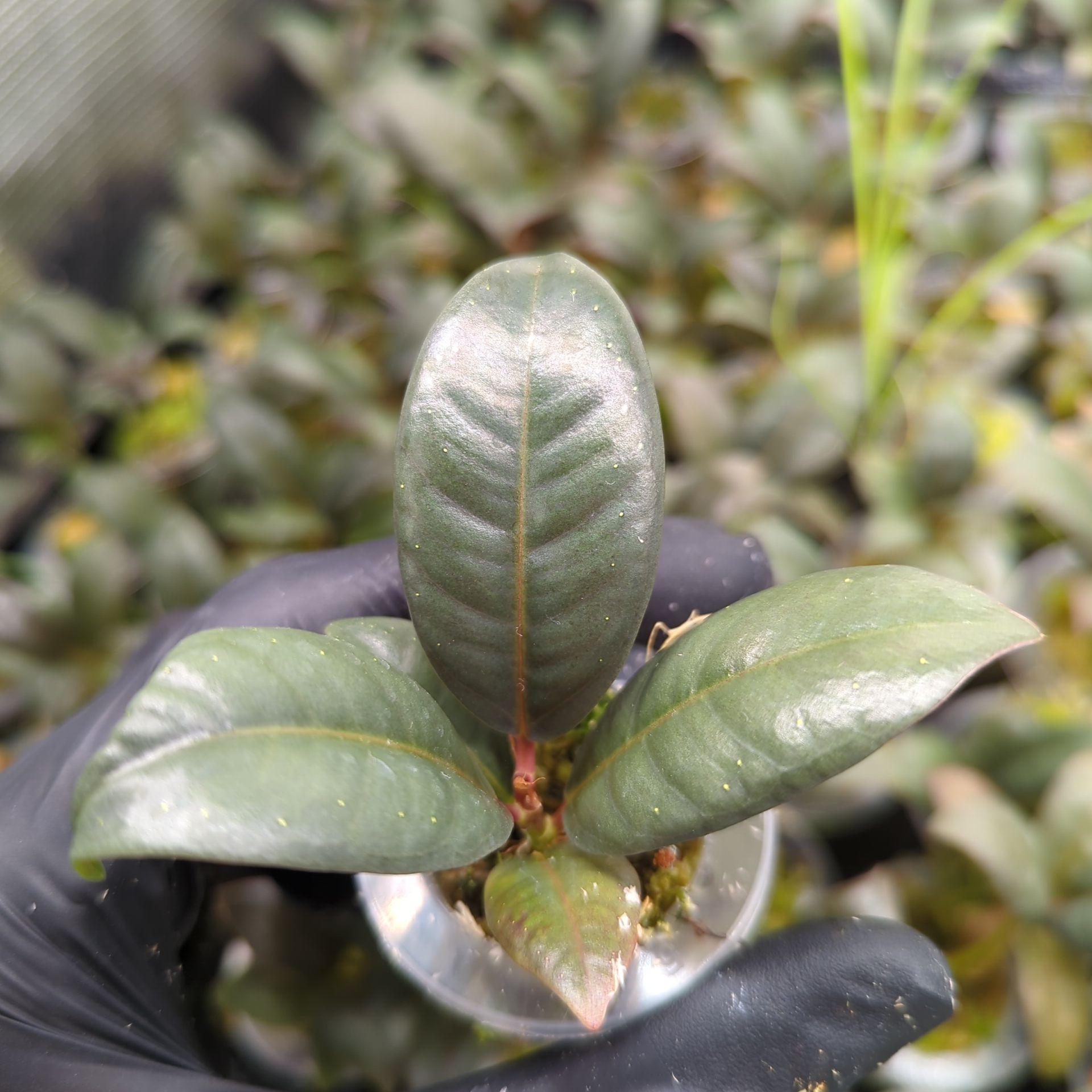 Baby Ficus elastica Melany + selbstbewässernder Übertopf