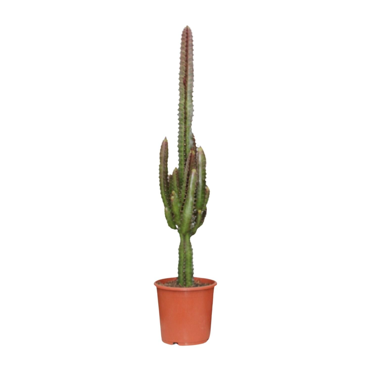 Euphorbia Trigona Rubra Zimmerpflanze