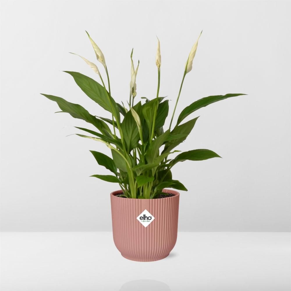Friedenslilie Spathiphyllum – Elegante Zimmerpflanze mit Luftreinigender Wirkung
