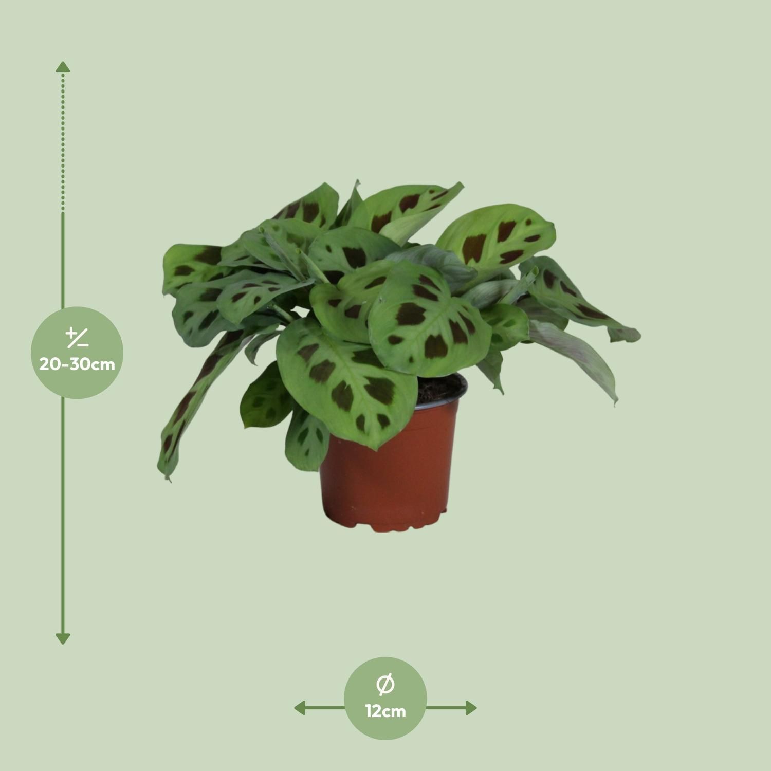 Maranta Leuconeura Kerchoveana Zimmerpflanze