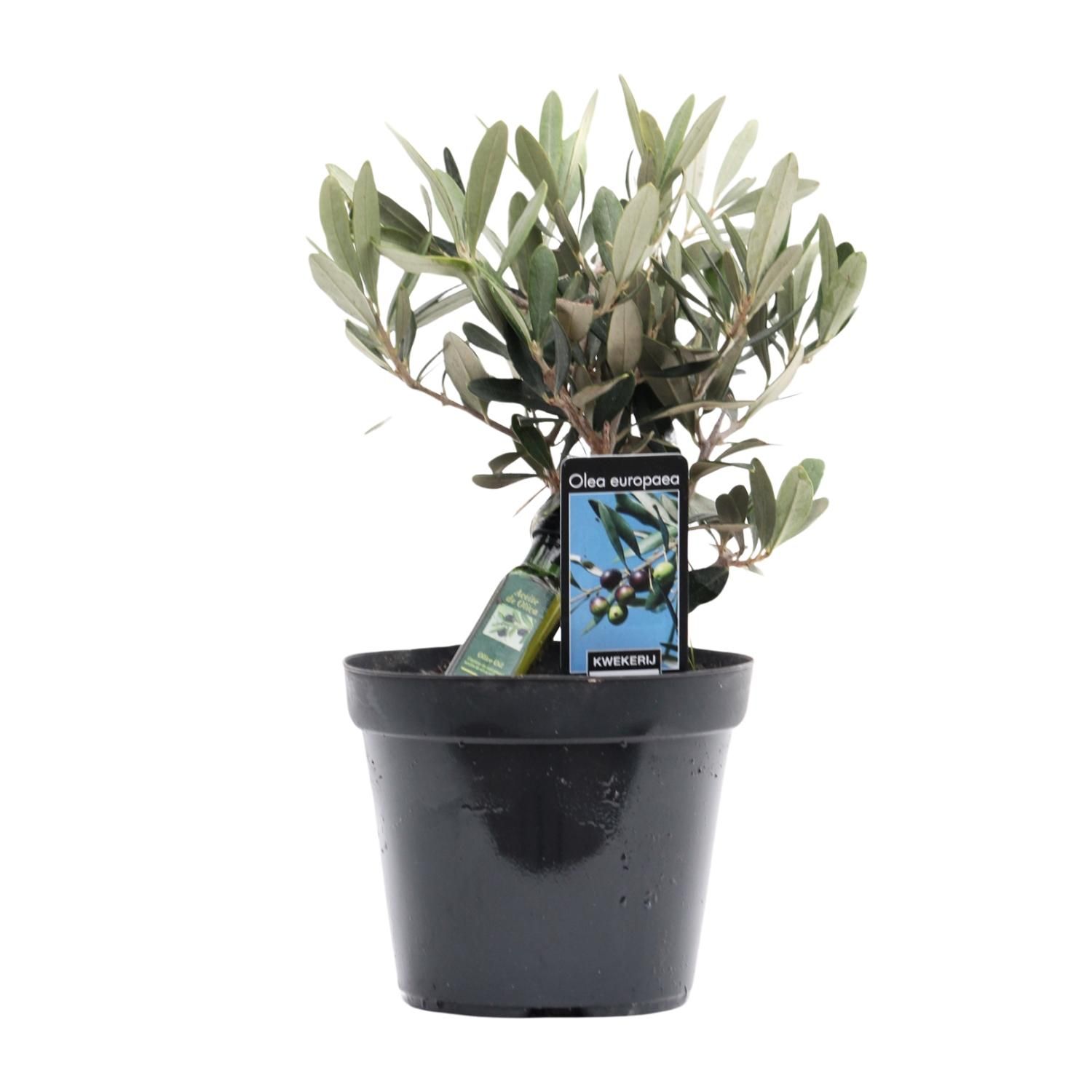 Olea Olive Mediterrane Zimmerpflanze