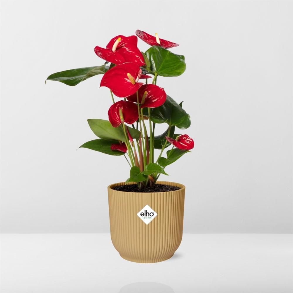 Anthurium Rotes Herz in Gelbem ELHO Vibes Fold Übertopf