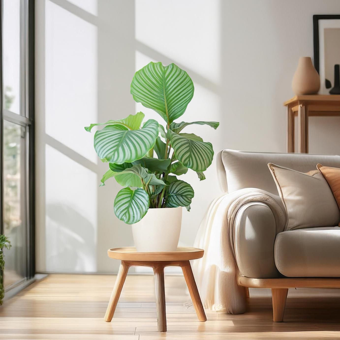Calathea Orbifolia – 65cm – Ø21 Topf – Luftreinigend – Blattschmuckpflanze