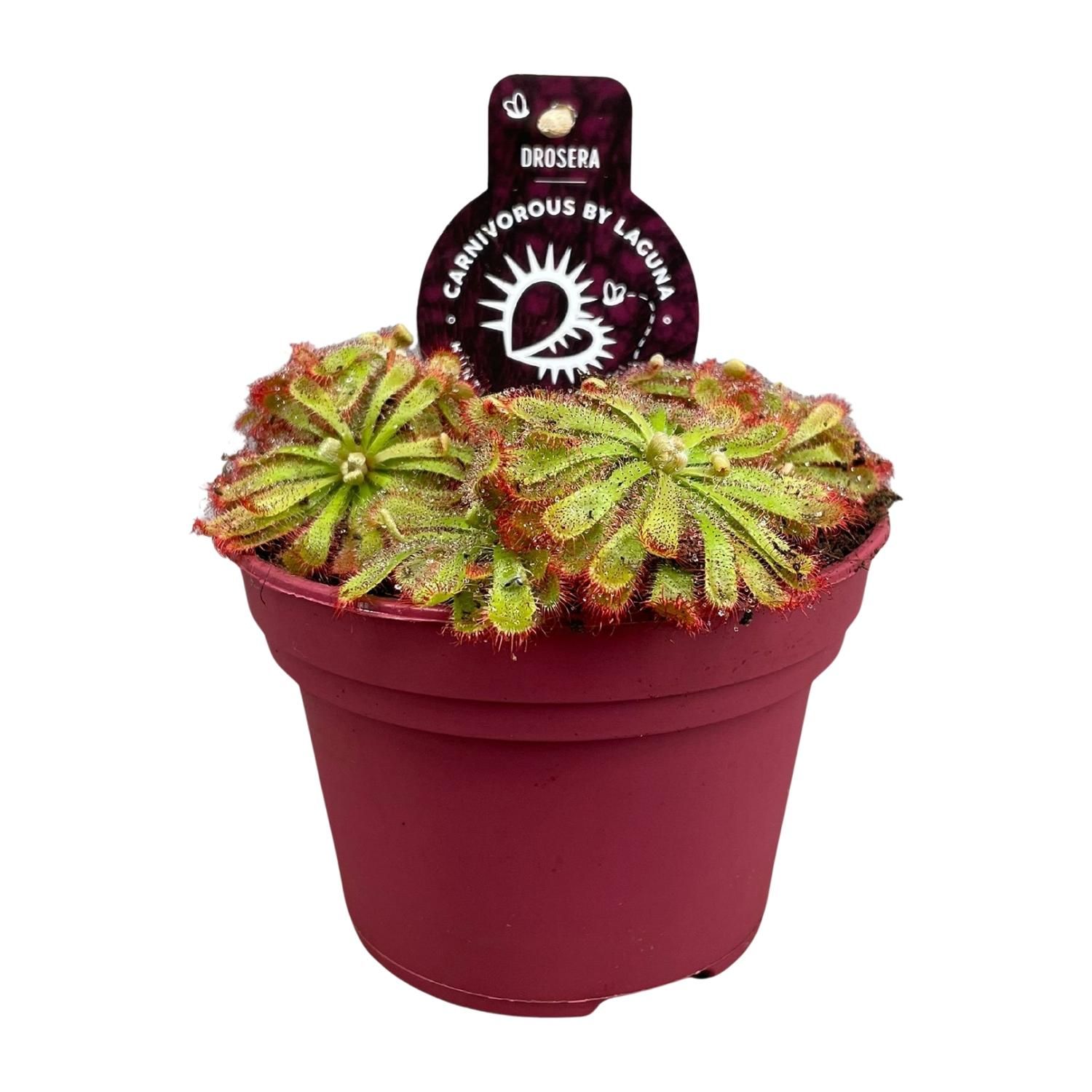 Drosera Aliciae Sonnentau Zimmerpflanze