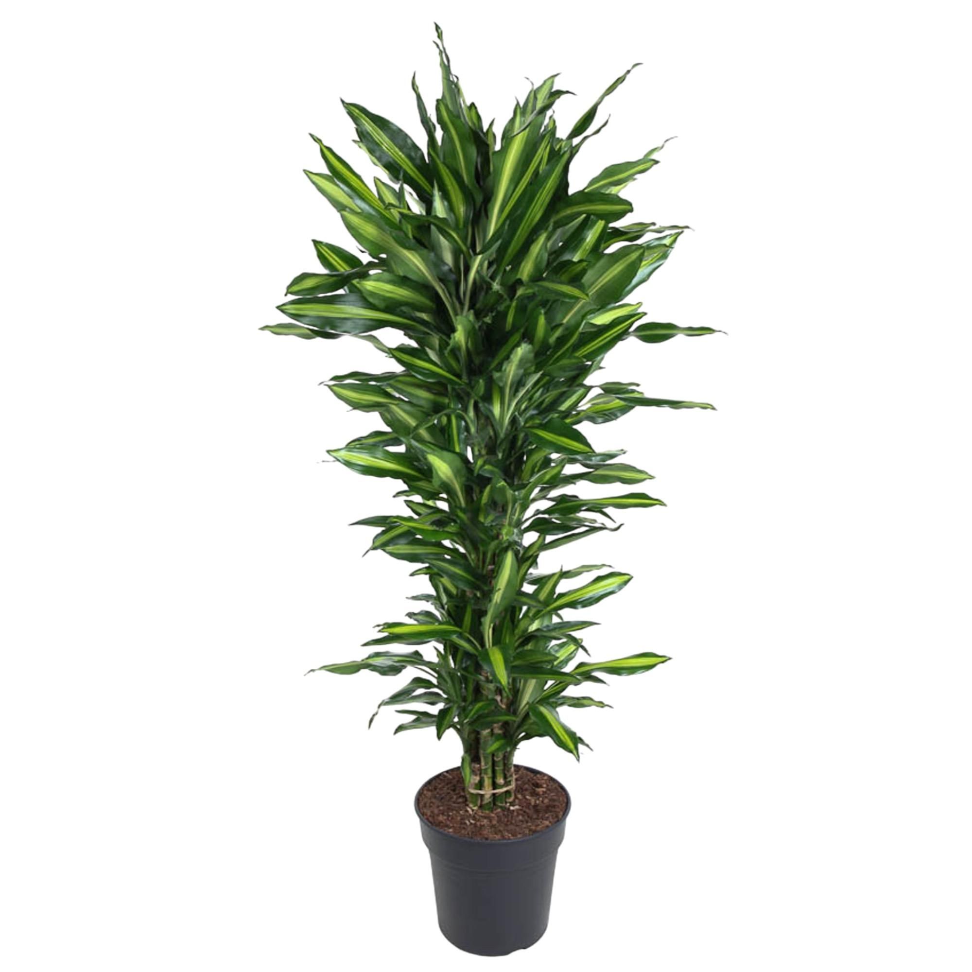 Dracaena Cintho Zimmerpflanze