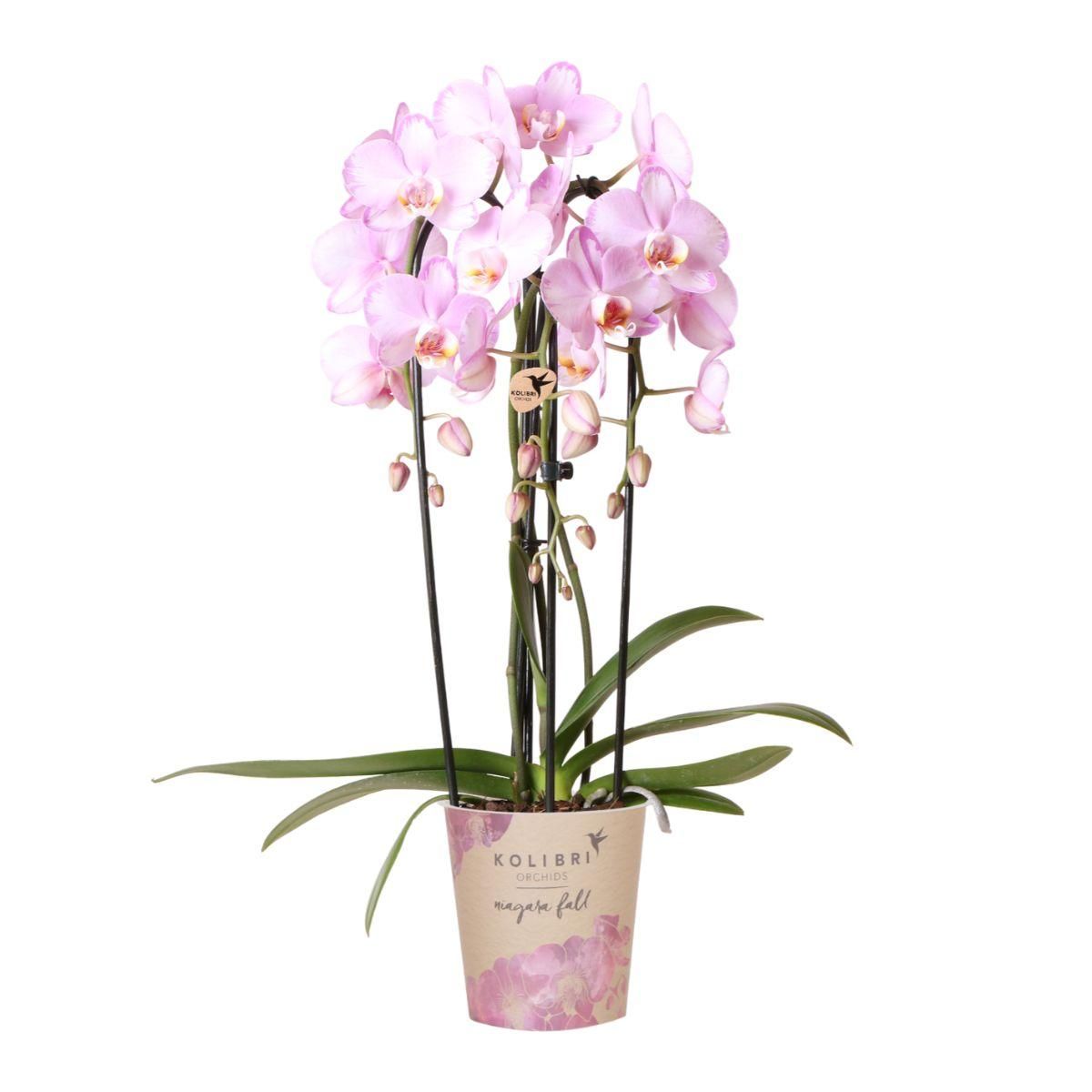 Phalaenopsis Orchidee Niagara Fall rosa Blüte