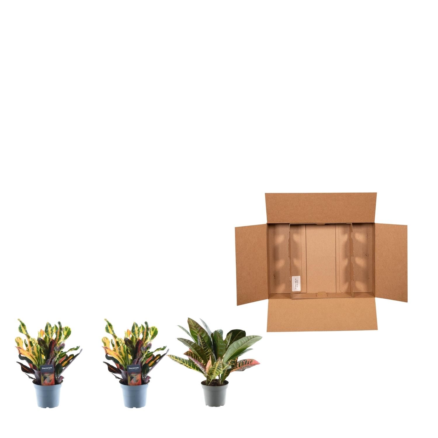 3er Set Croton Codiaeum Mix | 30 cm Höhe | Ø 12 cm Topf