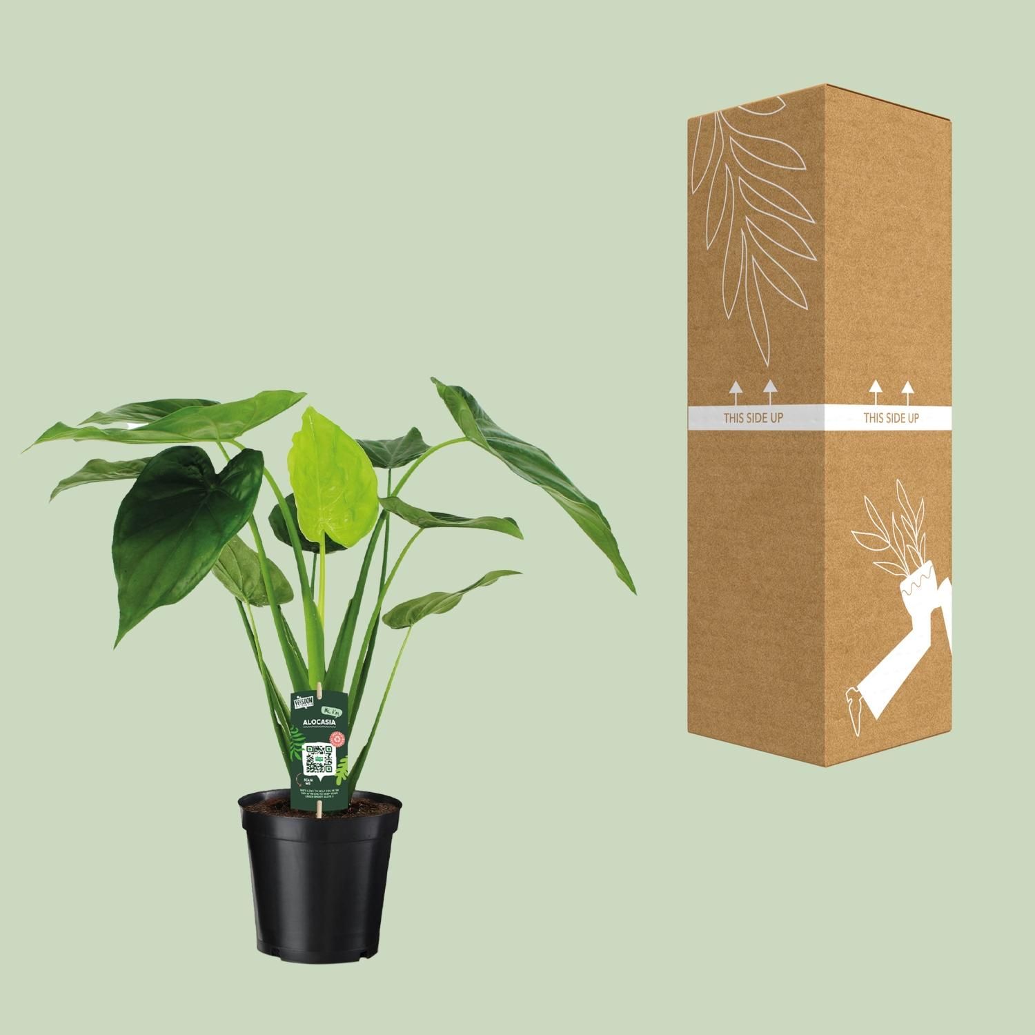 Alocasia Cucullata Elefantenohr Zimmerpflanze