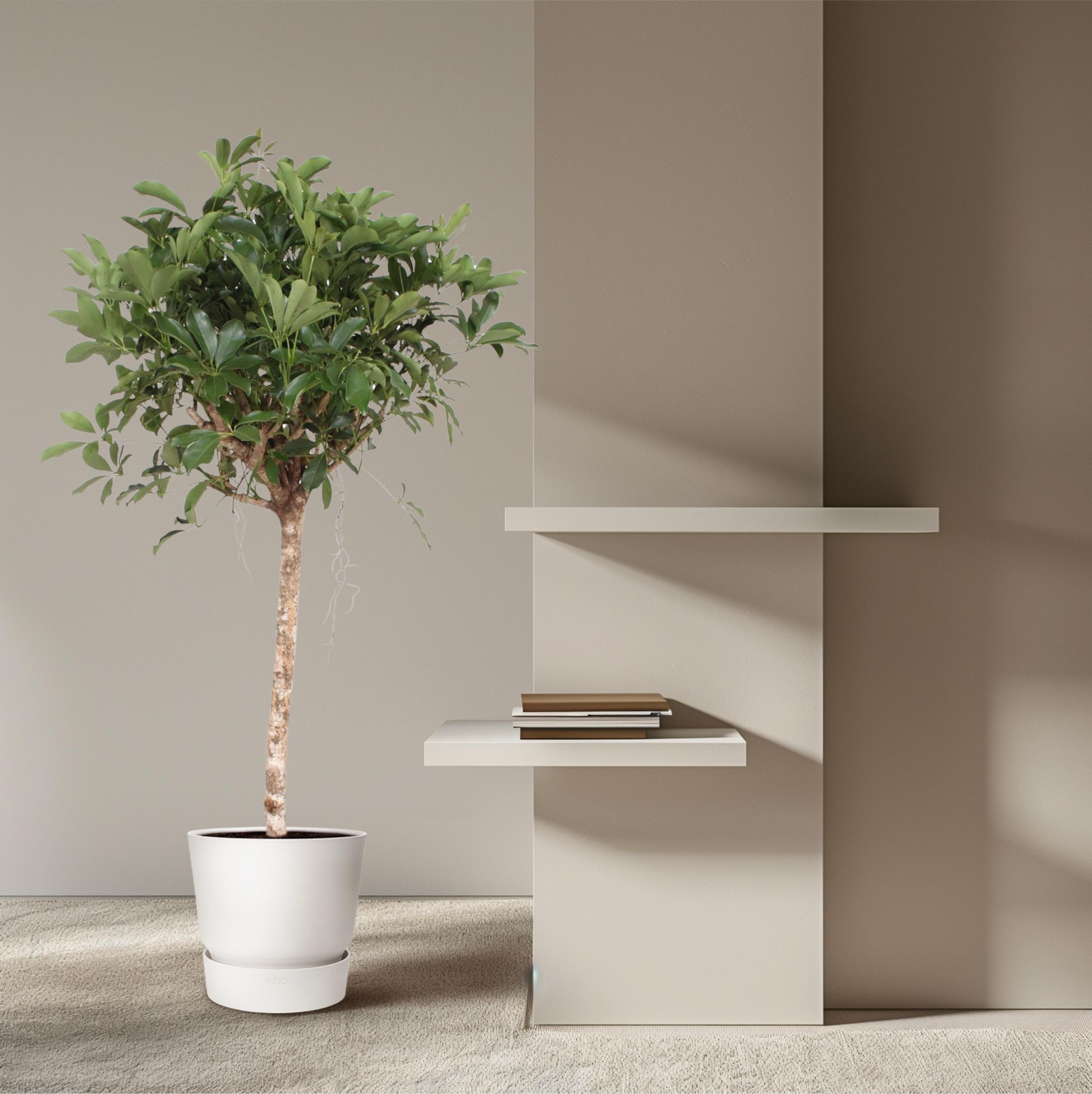 Schefflera Arboricola Compacta Zimmerpflanze