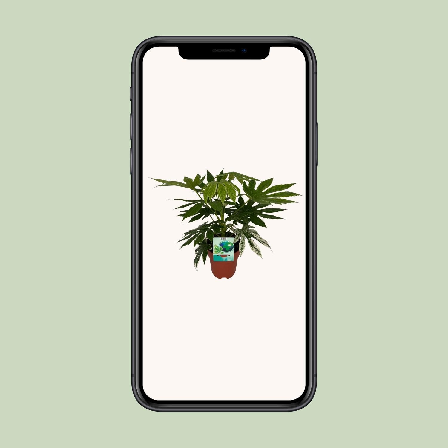 Fatsia japonica Zimmerpflanze mit panaschiertem Laub