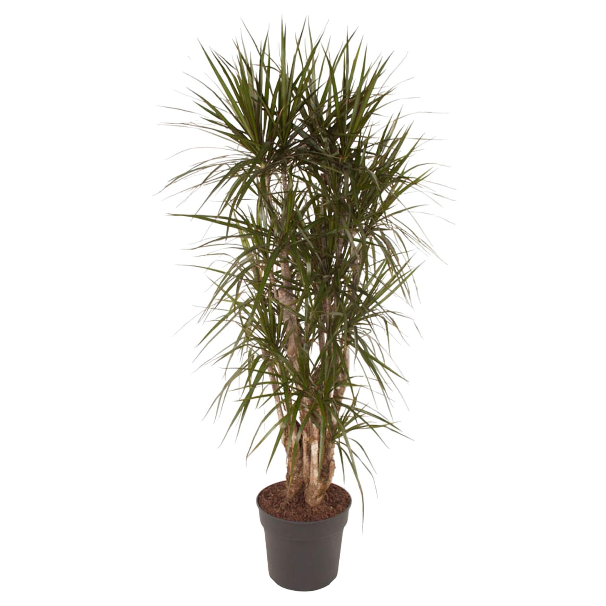 Dracaena Marginata elegante Zimmerpflanze