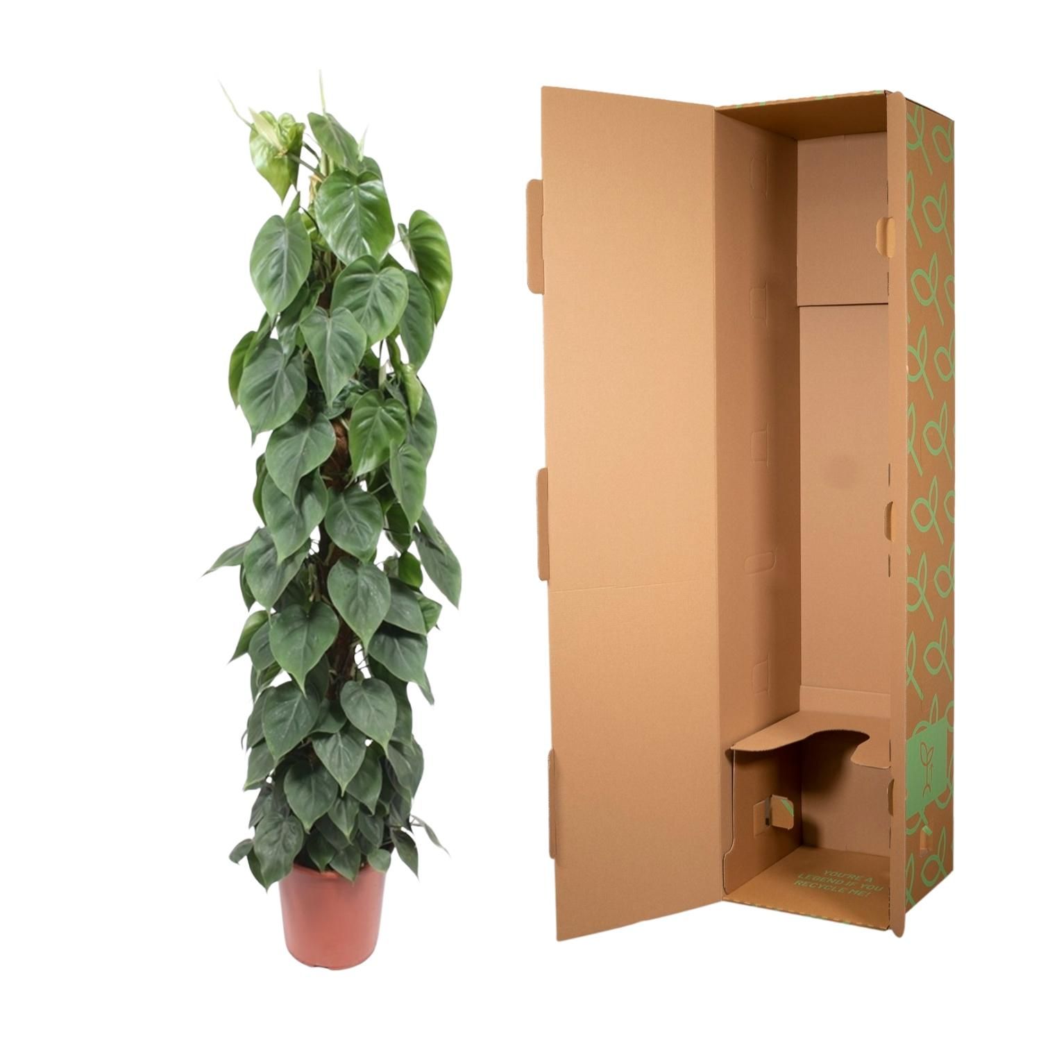 Philodendron Scandens - Tropische Zimmerpflanze mit Moosstab
