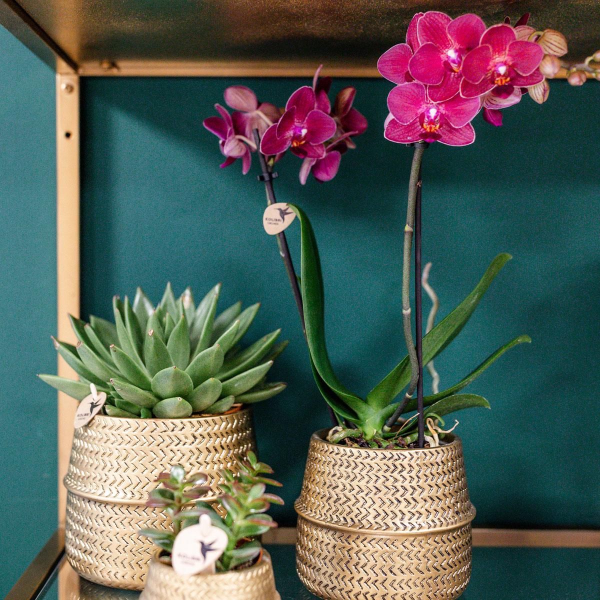 Phalaenopsis Orchidee Treviso in goldenem Groove-Topf