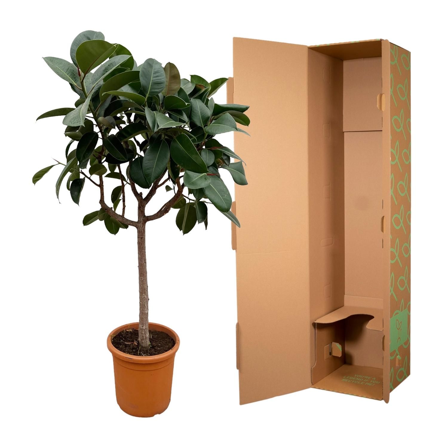 Ficus Elastica Robusta auf Stamm