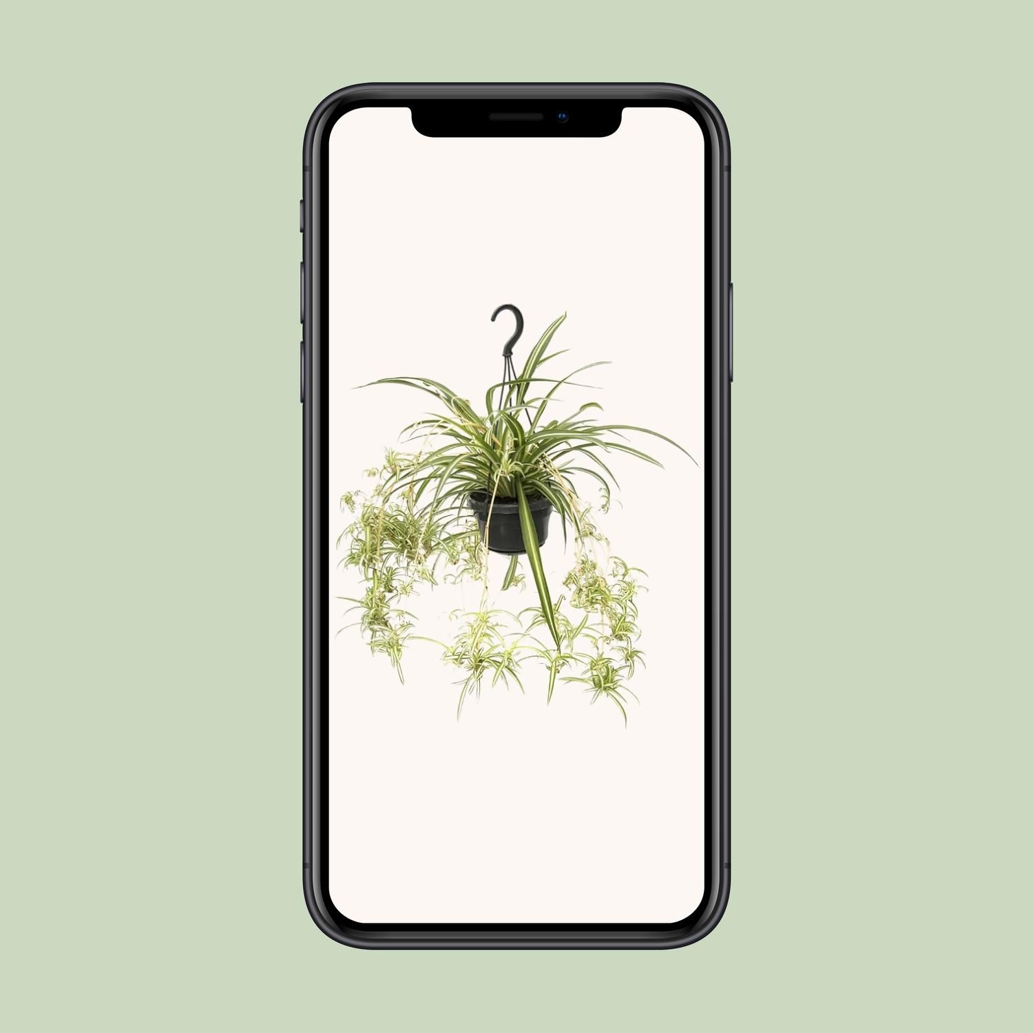Chlorophytum Comosum Variegatum – Spinnenpflanze mit luftreinigender Wirkung