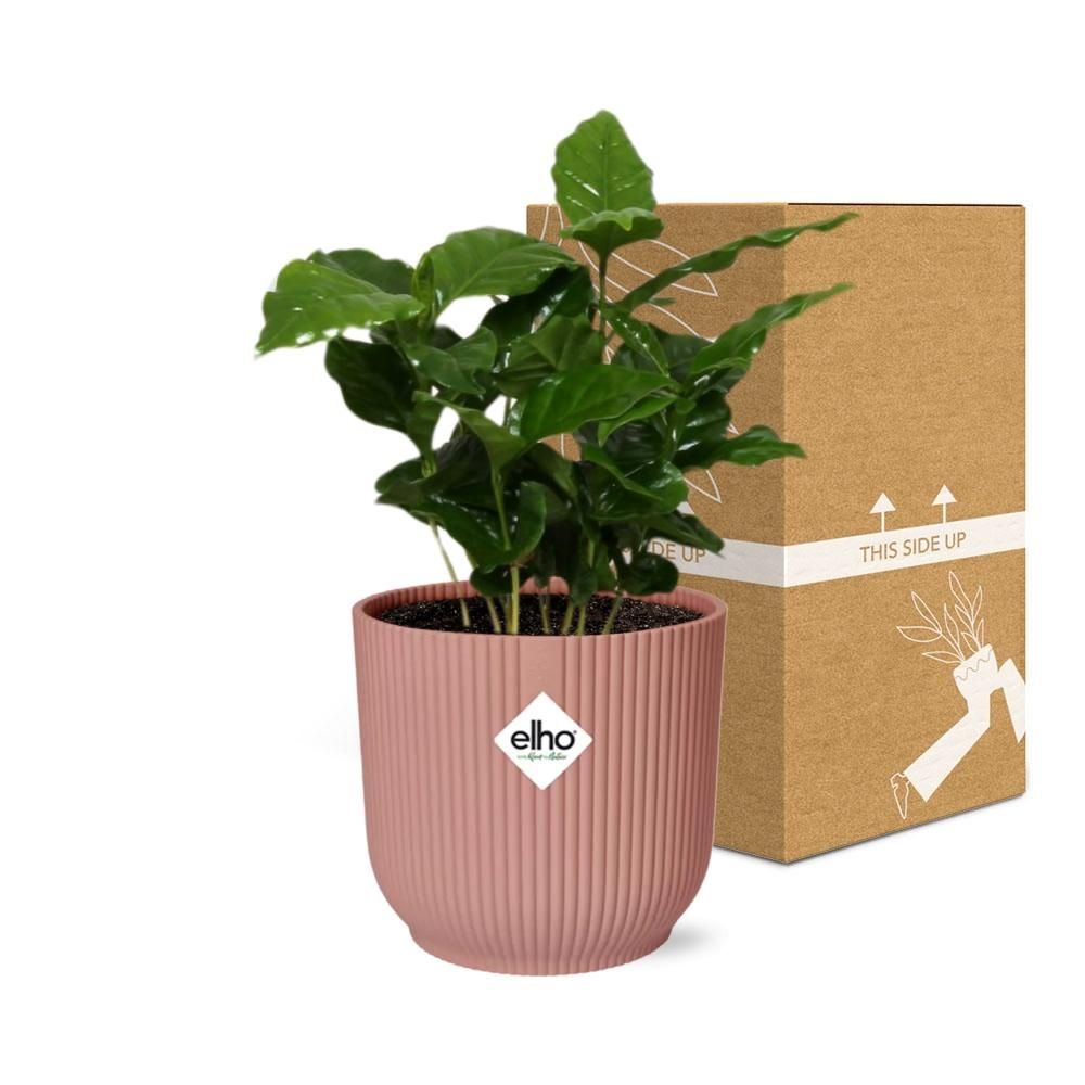 Coffea Arabica Zimmerpflanze in ELHO Vibes Fold Übertopf