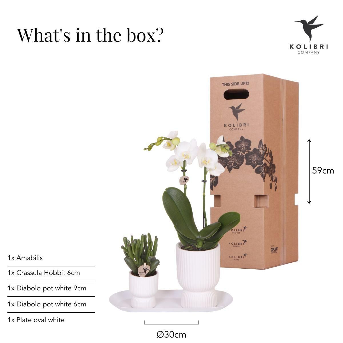 Pflanzenset Silbertablett – 2 Grünpflanzen, 1 weiße Phalaenopsis Orchidee – inkl. weiße Übertöpfe