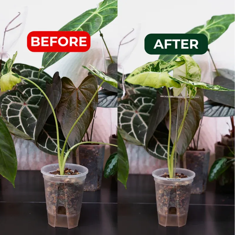 Stem support hook for leaves