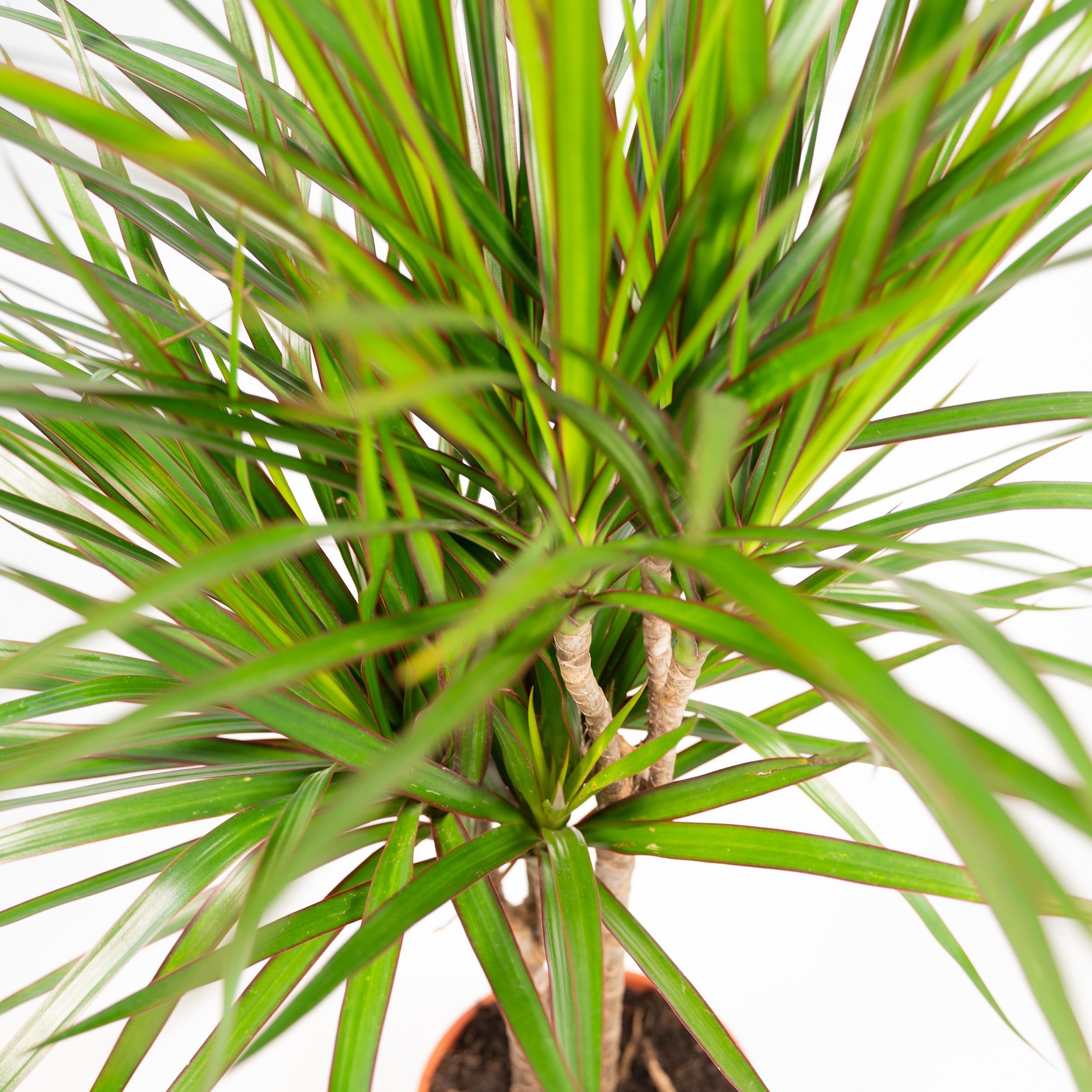 Dracaena Marginata Drachenbaum Zimmerpflanze
