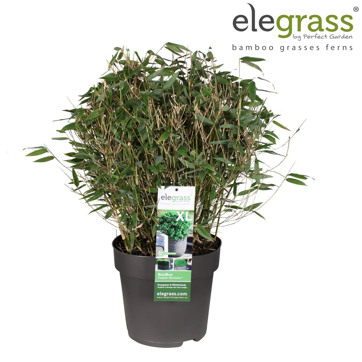 Fargesia Moontears Bambus Pflanze