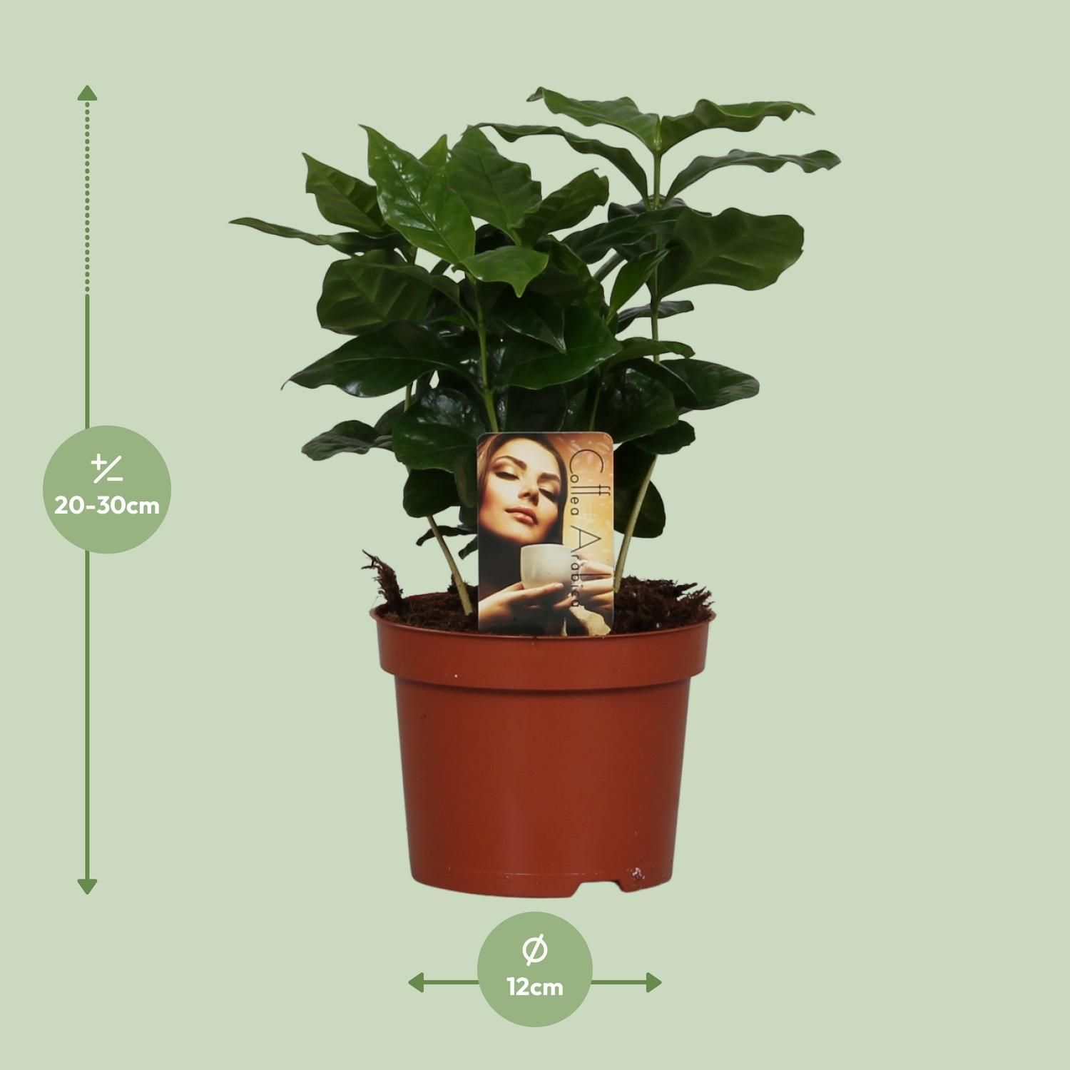 Coffea Arabica – Exotische Kaffeepflanze für Indoor
