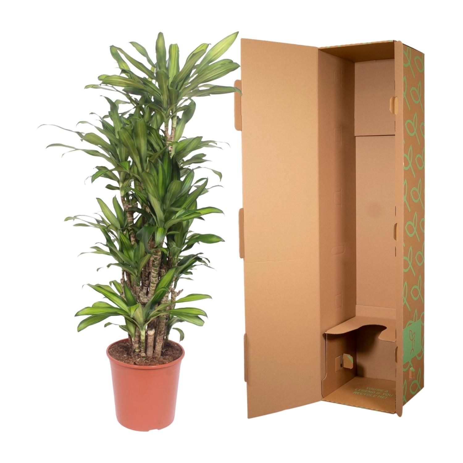 Dracaena Eve - Elegante Zimmerpflanze mit Spiralenblättern