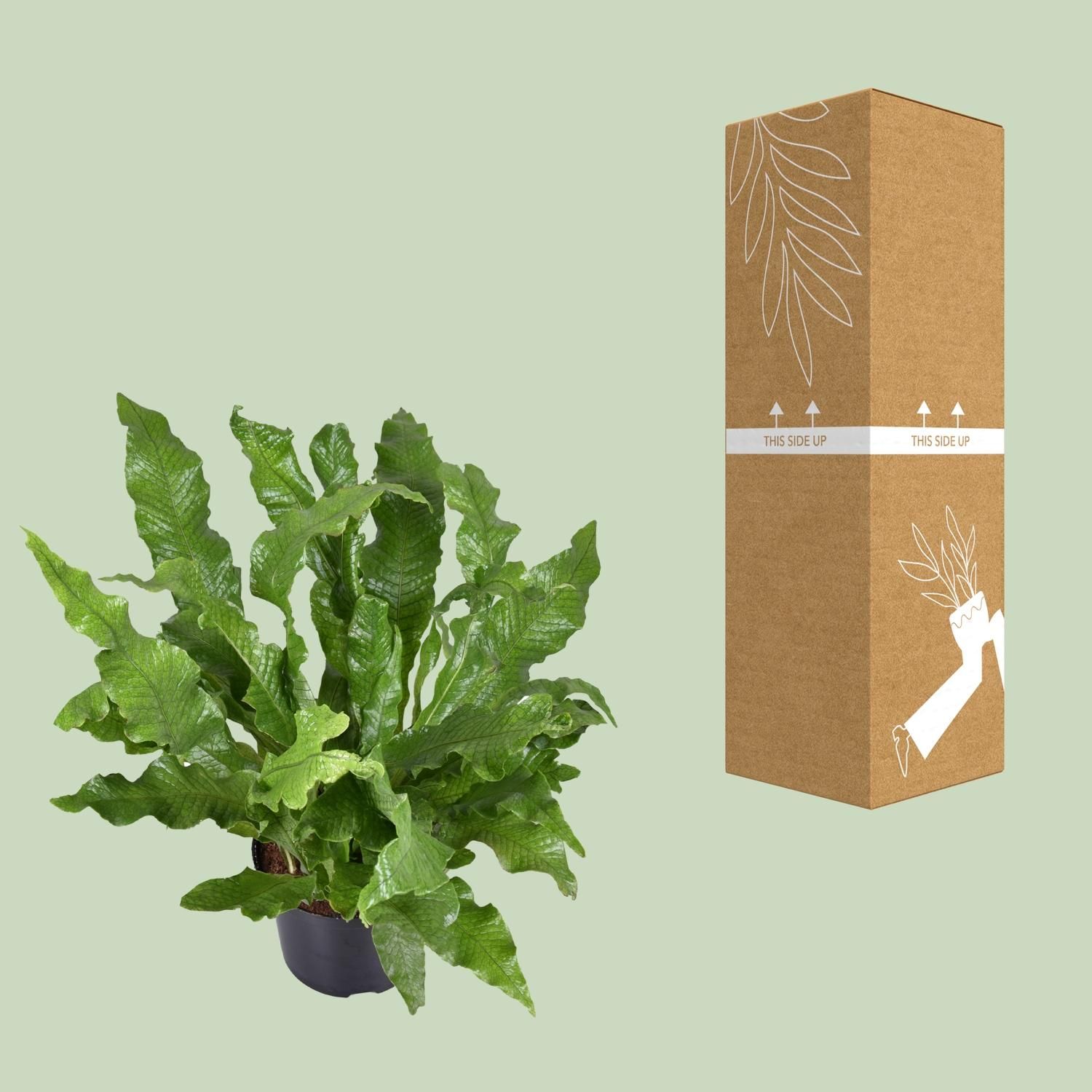 Eleganter Känguru-Farn Microsorum Diversifolium