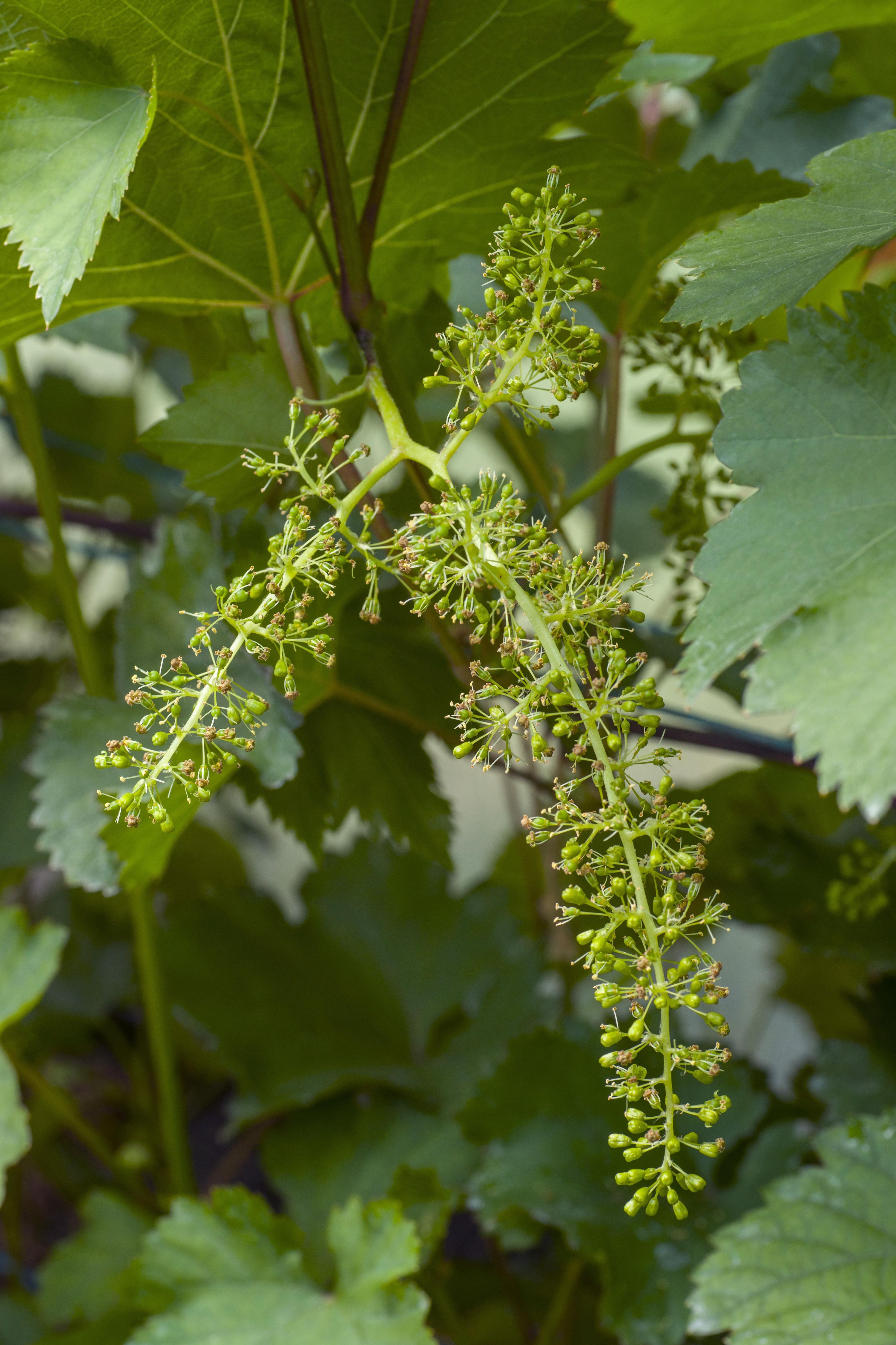 Johanniter Weinrebe Vitis vinifera