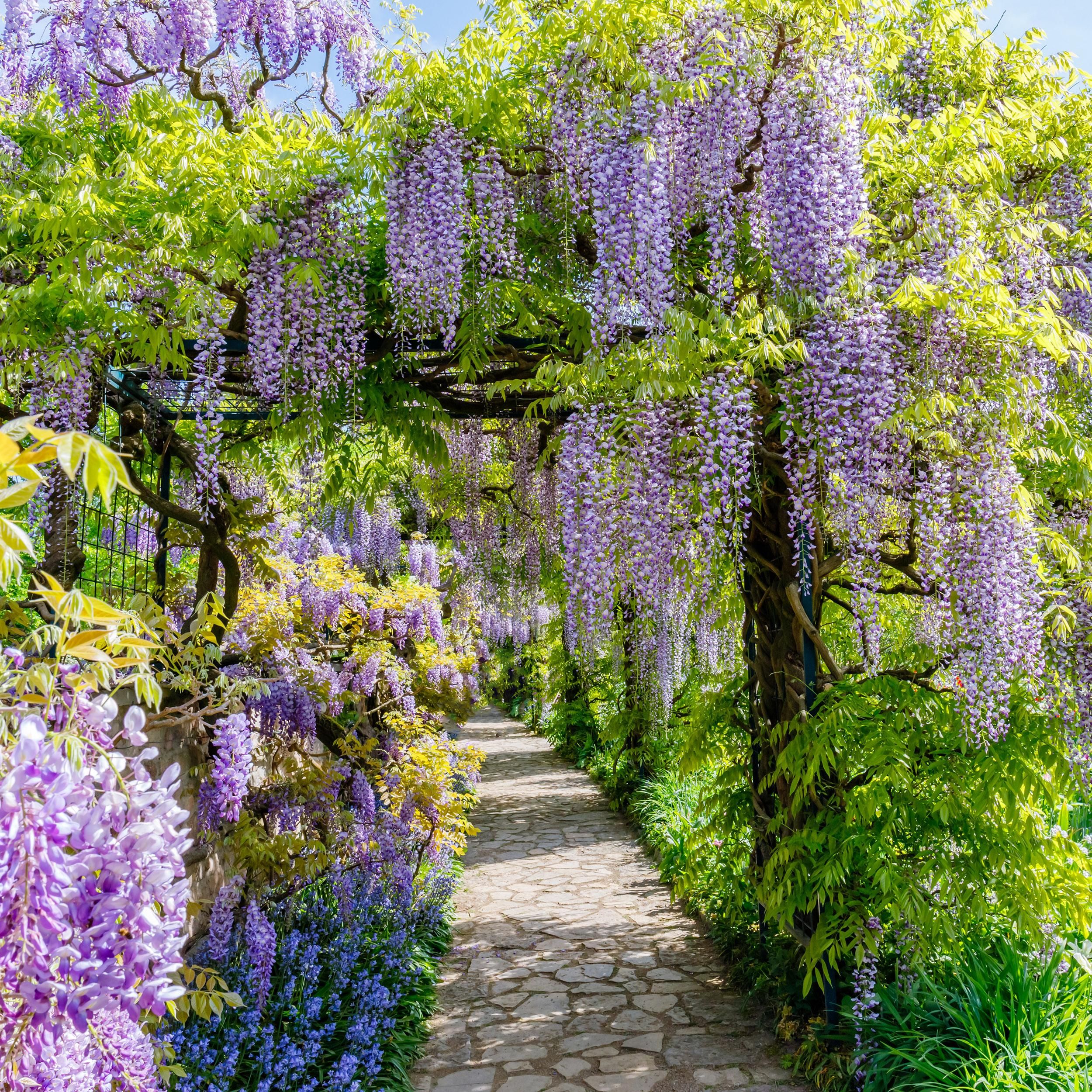 Blauregen Wisteria Floribunda Kletterpflanze