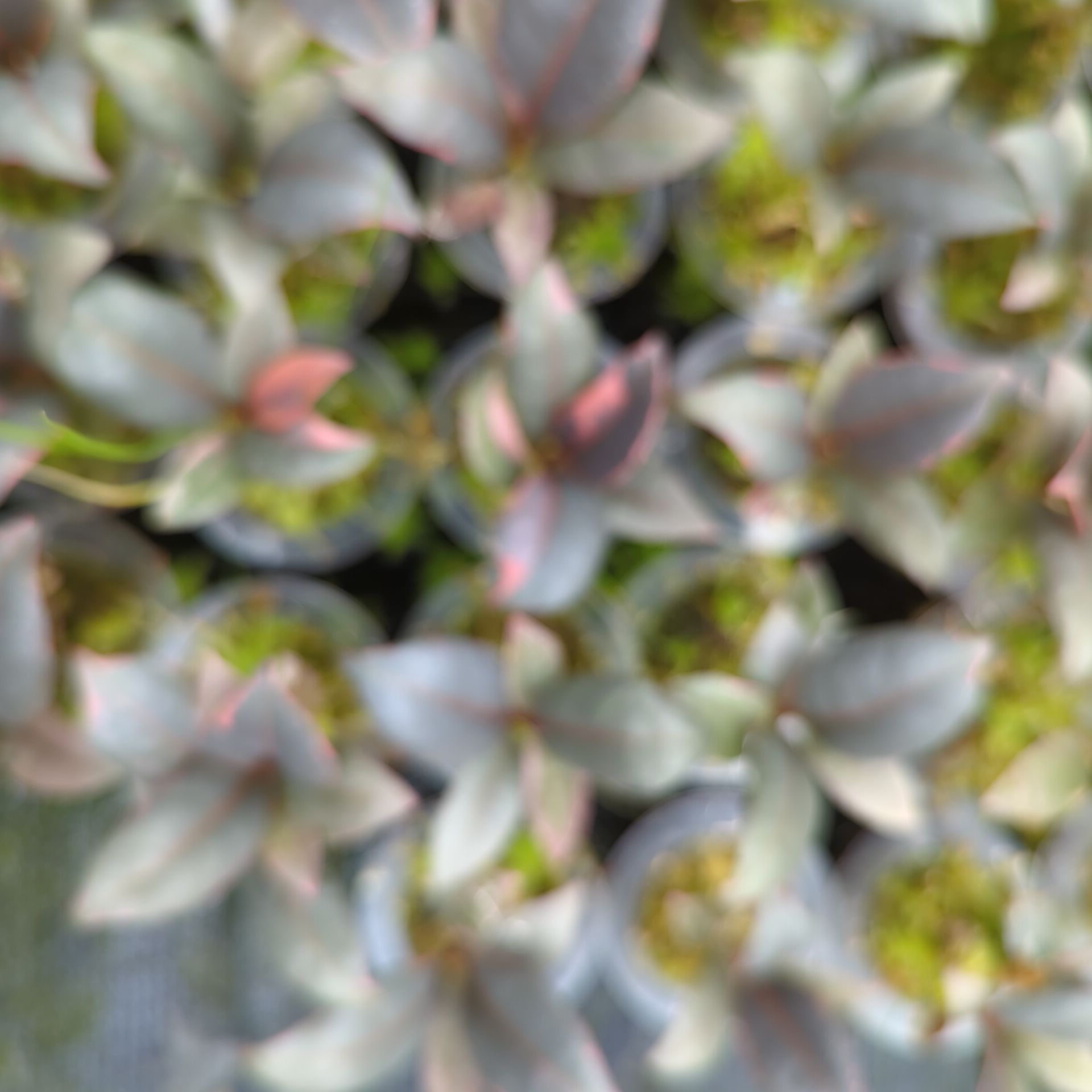 Baby Ficus elastica Ruby + selbstbewässernder Übertopf