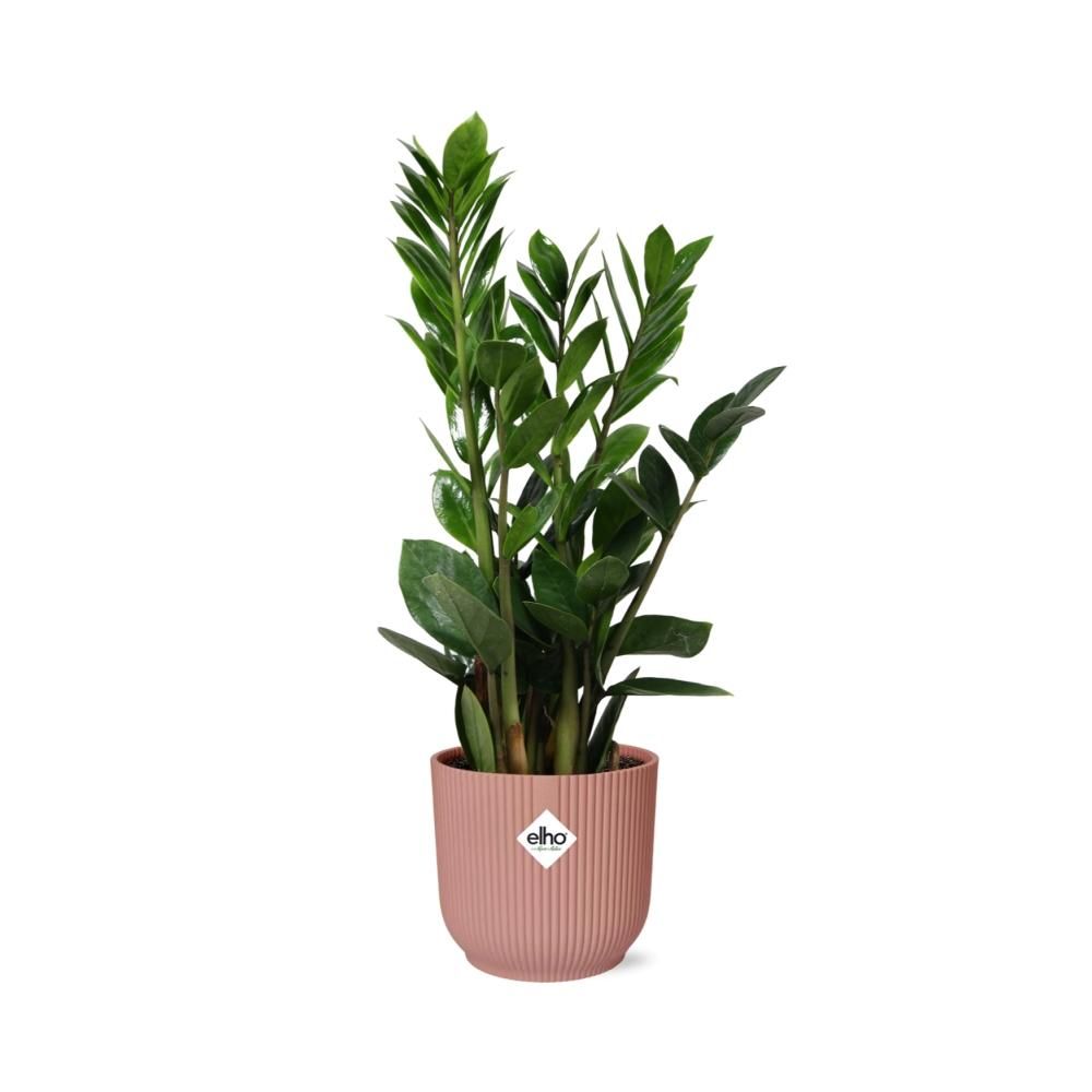 Zamioculcas Zimmerpflanze in dekorativem Topf