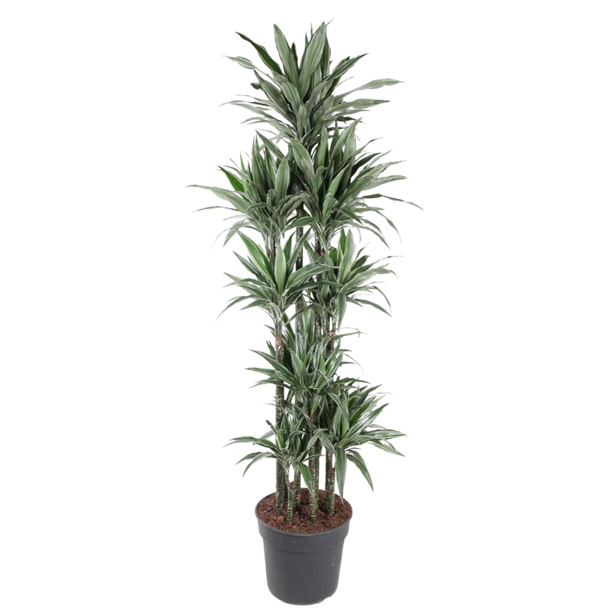 Dracaena Warneckei stilvolle Zimmerpflanze