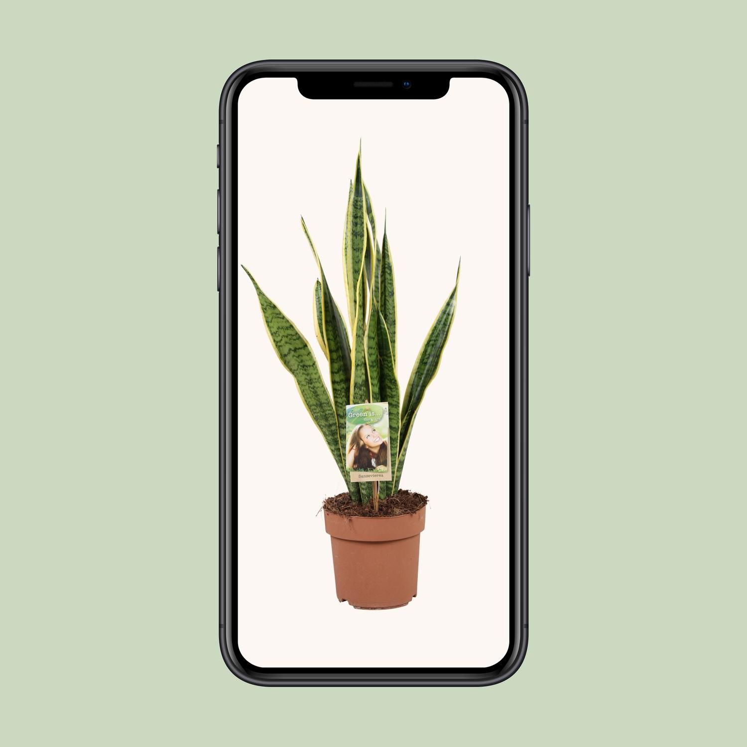 Sansevieria Laurentii Zimmerpflanze
