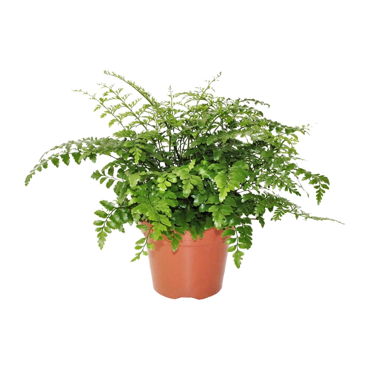 Asplenium Parvati Zimmerfarn