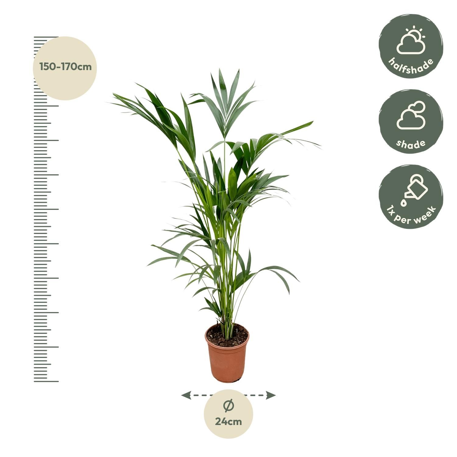 Kentia Palme Zimmerpflanze