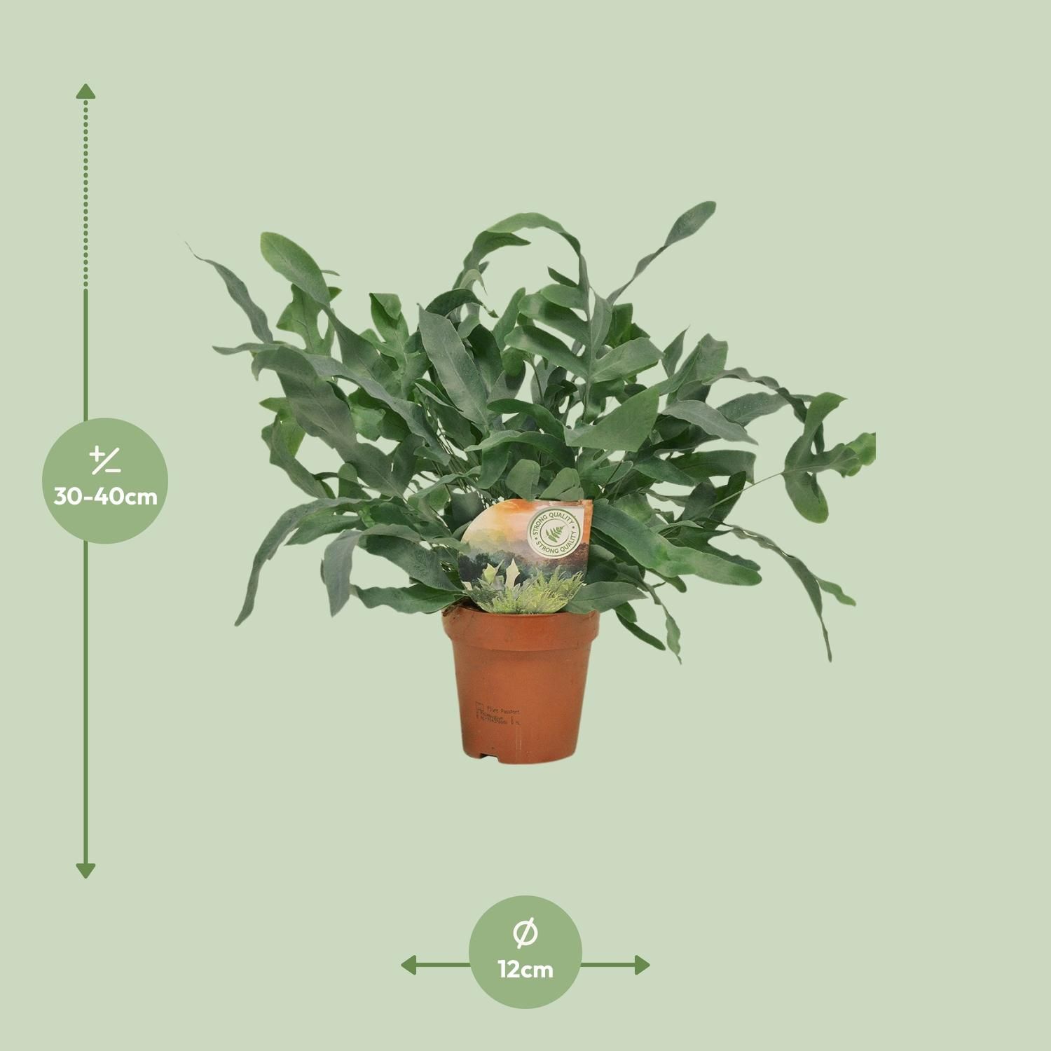 Phlebodium Blue Star Pflanze