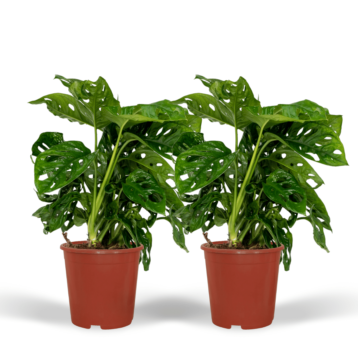 Monstera Monkey Leaf Zimmerpflanze