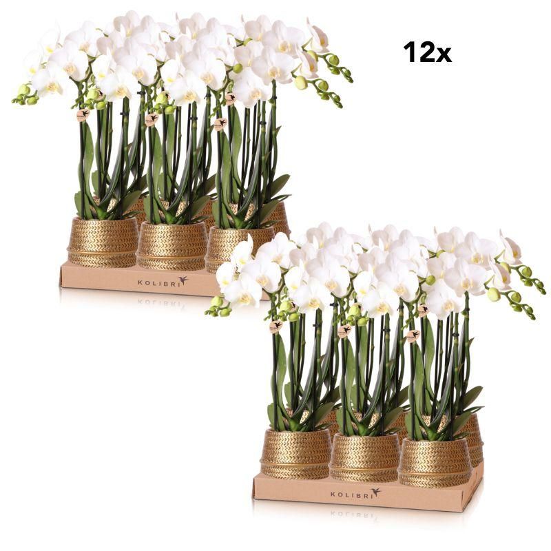 Phalaenopsis Orchidee Amabilis in dekorativem Goldtopf