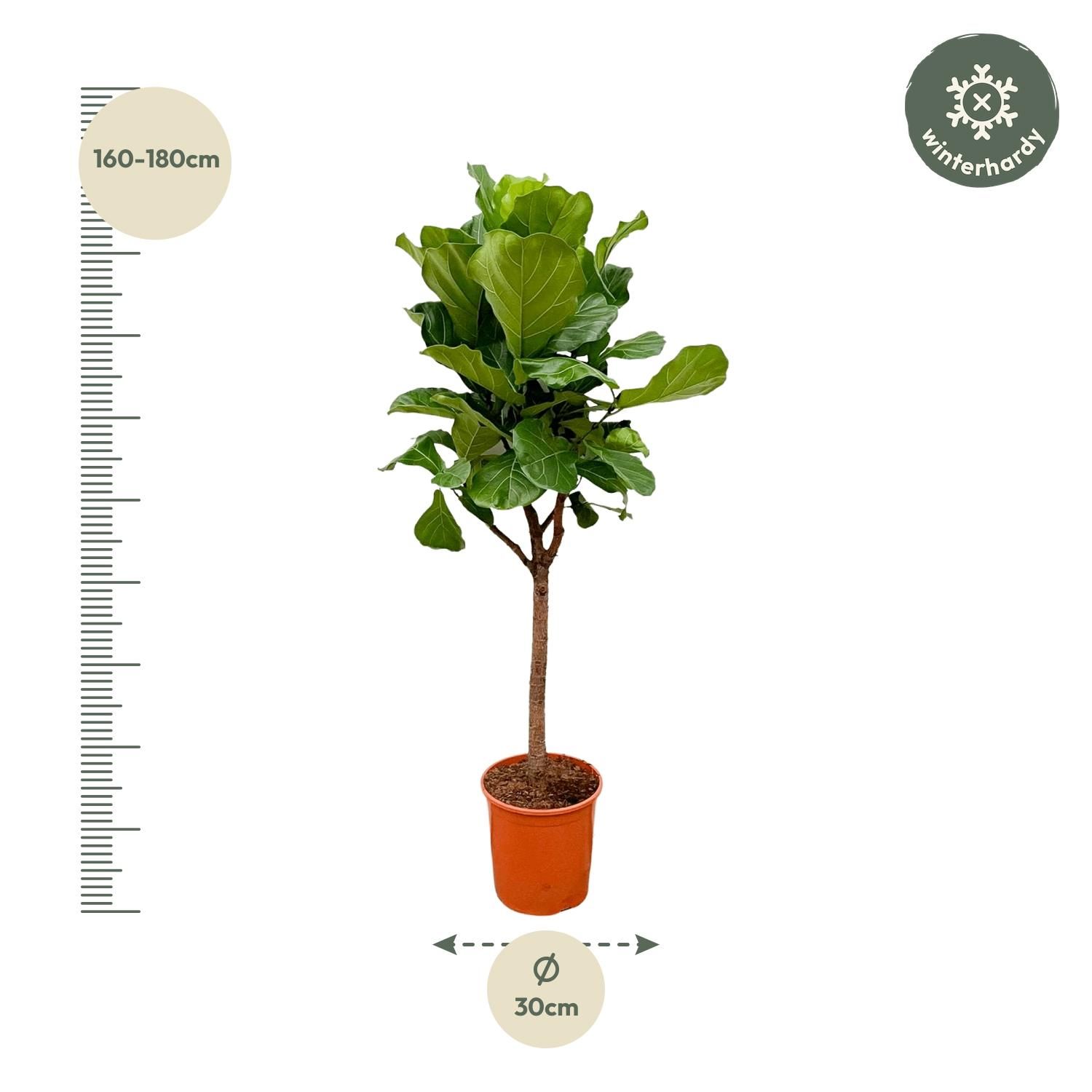 Ficus Lyrata Geigenfeige Zimmerpflanze