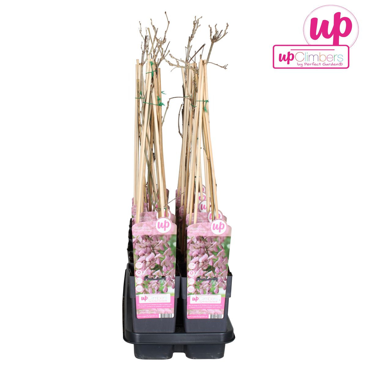Wisteria Floribunda Rosea Kletterpflanze mit rosa Blüten