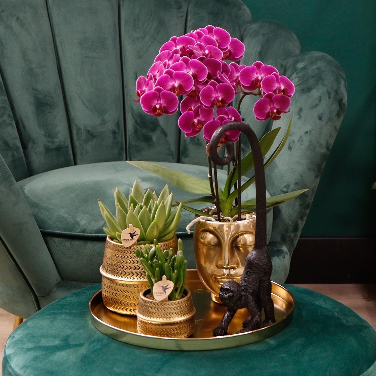 Phalaenopsis Orchidee - Purpurne Blütenpracht