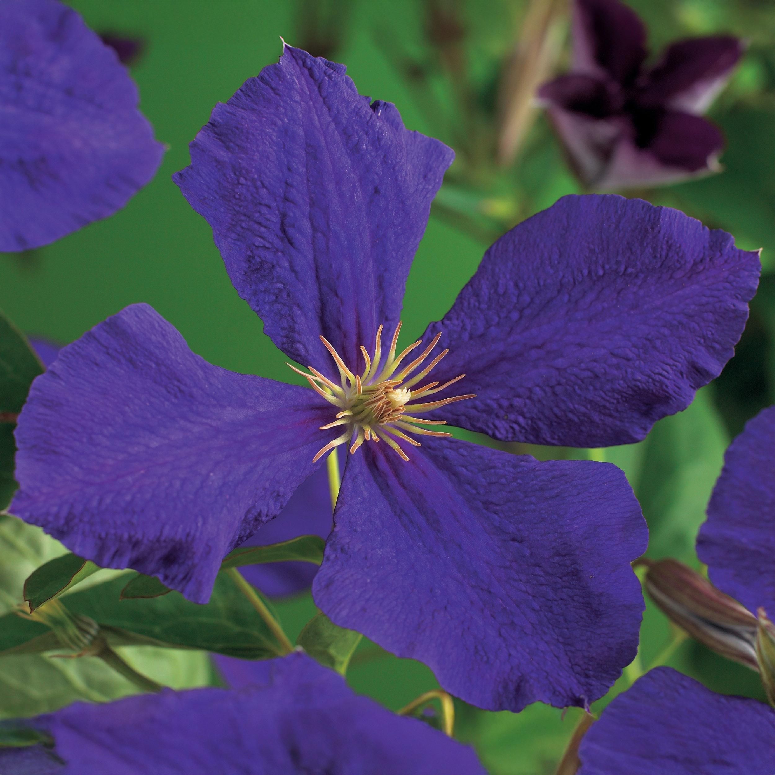 Kletterpflanze Clematis Jackmanii | Blaue Blüten | Wenig Pflege | 2 Pflanzen