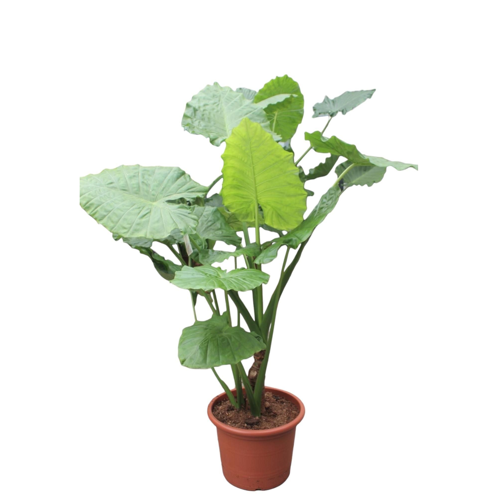 Alocasia Macrorrhiza Tropische Zimmerpflanze